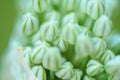 Close up of an Alium Gigantium Flower Head alium flower with dandelion flower structure. macro. soft focus