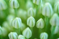 Close up of an Alium Gigantium Flower Head alium flower with dandelion flower structure. macro. soft focus