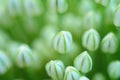 Close up of an Alium Gigantium Flower Head alium flower with dandelion flower structure. macro. soft focus