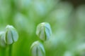 Close up of an Alium Gigantium Flower Head alium flower with dandelion flower structure. macro. soft focus