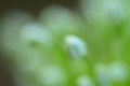 Close up of an Alium Gigantium Flower Head alium flower with dandelion flower structure. macro. soft focus