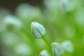 Close up of an Alium Gigantium Flower Head alium flower with dandelion flower structure. macro. soft focus