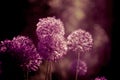 alium flower with dandelion flower structure wit water drops. ma