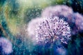 alium flower with dandelion flower structure wit water drops. ma Royalty Free Stock Photo