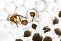 Alive baby asian hornet in nest honeycombed macro in white background Royalty Free Stock Photo