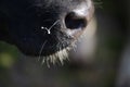 Close-up of a all-black cow with a string of mucus on the nose Royalty Free Stock Photo