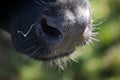 Close-up of a all-black cow with a string of mucus on the nose Royalty Free Stock Photo