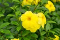 Allamanda cathartica Royalty Free Stock Photo