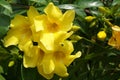 Close up of Allamanda schottii, bush allamanda flowers Royalty Free Stock Photo