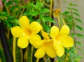Close up Allamanda yellow flower Royalty Free Stock Photo