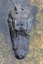 Close up of alligator in Everglades