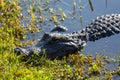 Close up of alligator in Everglades
