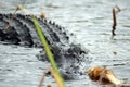 Alligator in Everglades National Park, Florida, USA Royalty Free Stock Photo