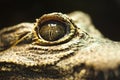 Close-up of an alligator eye