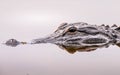 Close up of an alligator face and eye in the wilderness of Florida Royalty Free Stock Photo