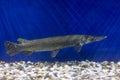 Close-up of Alligator gar in the aquarium. Royalty Free Stock Photo
