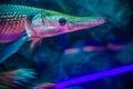 Close up of Alligator gar Royalty Free Stock Photo