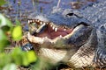 Close-up alligator head