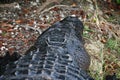 Close up of an Alligator Head in Everglades National Park, Florida Royalty Free Stock Photo