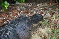 Close up of an Alligator Head in Everglades National Park, Florida Royalty Free Stock Photo