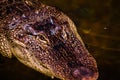 Close up of alligator head, Thailand. Selective focus Royalty Free Stock Photo