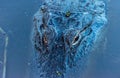 Close up Alligator head on top of water Royalty Free Stock Photo
