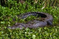 Close up of a Alligator Lurking in the Swamp of Elm Lake, at Brazos Bend State Park