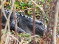 Close Up of Alligator