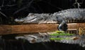 Close up of alligator showing scales basking on a log in a dark swamp with lily pads Royalty Free Stock Photo