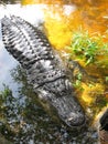 Close up of Alligator in swamp marsh