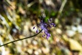 Allium Carinatum