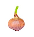 Allium cepa or onion with sprout of green leaf growing isolated on white background , clipping path Royalty Free Stock Photo