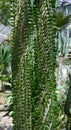 Close up of Alluaudia procera cactus. Botanical garden Heidelberg, Baden Wuerttemberg, Germany Royalty Free Stock Photo