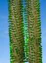 Close up of Alluaudia procera cactus. Botanical garden Heidelberg, Baden Wuerttemberg, Germany