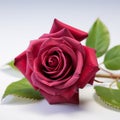 Close up allure Crimson rose in exquisite contrast on pristine white