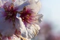 Almond blossom in the Palatinate Germany Royalty Free Stock Photo