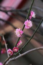 Close up almond blossoms Royalty Free Stock Photo