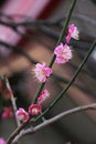 Close up almond blossoms