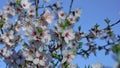 Close-up with almond blossoms in full bloom against defocused sky Royalty Free Stock Photo