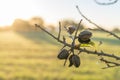 Close-up of an almond branch Prunus amygdalus with almonds in a field on the island of Mallorca Royalty Free Stock Photo