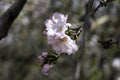 The close-up of an almond flower in full bloom