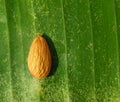 Almond nuts held on banana leaf