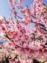 Close up of almond tree branch blooming. Pink almond flowers over blue sky in February Royalty Free Stock Photo