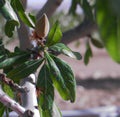 Close up of almond tree over field created using generative ai technology