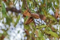 Close up of almonds hanging in their tree