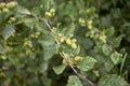 Close up of Alnus incana tree