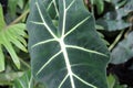 Close up of an Alocasia, African Mask, leaf