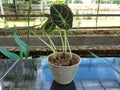 Close-up of alocasia black velvet houseplant in a pot. Royalty Free Stock Photo