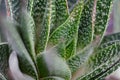 Close up of aloe cactus. natural background, soft focus, toned Royalty Free Stock Photo