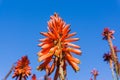 Close up of aloe flower on the Pacific Ocean shoreline, Santa Cruz, California